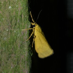 Virbia aurantiaca