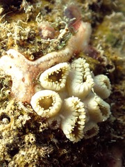 Palythoa tuberculosa