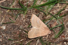 Atethmia centrago