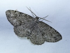 Melanolophia canadaria