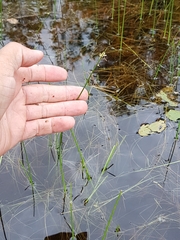 Schoenoplectus subterminalis