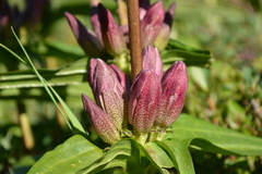 Gentiana pannonica