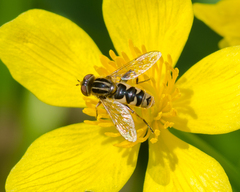 Anasimyia anausis