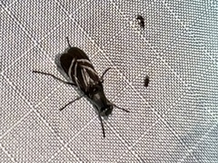 Tritoxa flexa