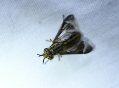 Chrysops vittatus