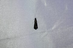 Mystacides sepulchralis