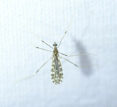 Erioptera needhami
