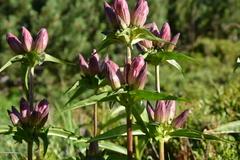 Gentiana pannonica
