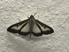 Cydalima