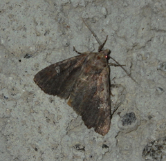 Apamea aquila