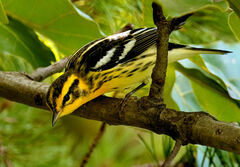 Setophaga fusca