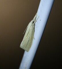Eoreuma densellus