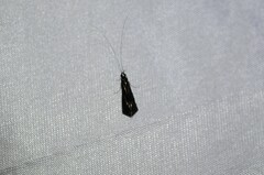 Mystacides sepulchralis