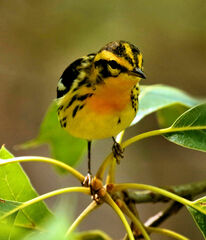 Setophaga fusca