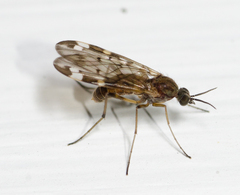 Sylvicola alternatus