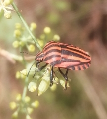 Graphosoma italicum
