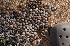 Pronolagus rupestris