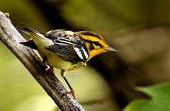 Setophaga fusca