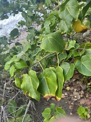 Thespesia populnea