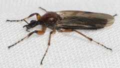 Bibio articulatus