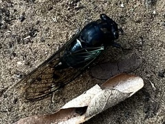 Neotibicen lyricen
