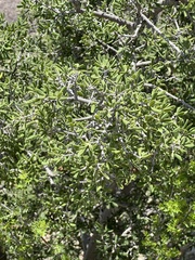 Diospyros texana