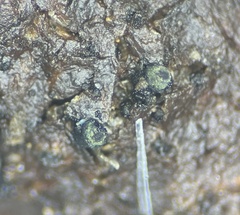 Delitschia polyspora