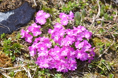 Primula