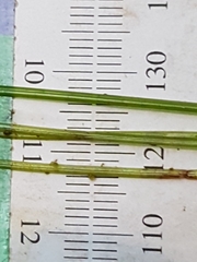 Schoenoplectus subterminalis