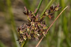 Juncus balticus