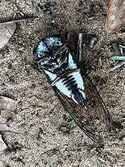 Neotibicen lyricen