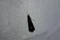 Mystacides sepulchralis