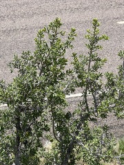 Diospyros texana