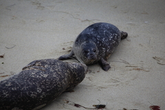 Phoca vitulina richardii