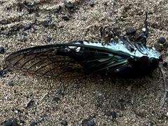 Neotibicen lyricen