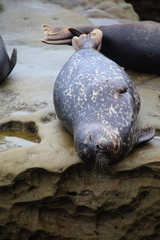 Phoca vitulina richardii