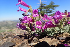 Penstemon purpusii