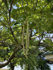 Catalpa speciosa