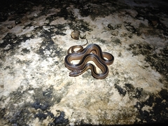 Coniophanes schmidti