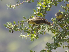 Spinus psaltria