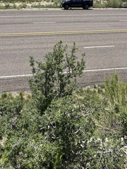 Diospyros texana