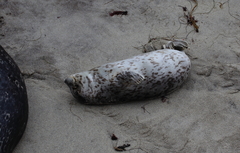 Phoca vitulina richardii