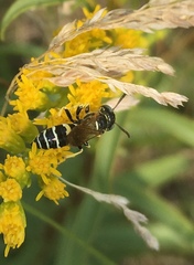 Philanthus bilunatus