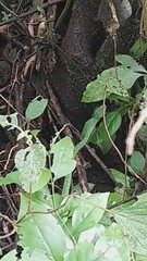 Bothriechis lateralis