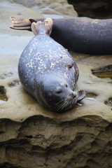 Phoca vitulina richardii