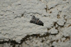 Acrobasis tricolorella