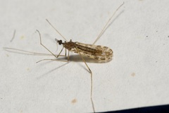 Ilisia maculata