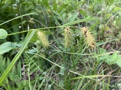 Carex lurida