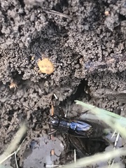 Gryllus pennsylvanicus