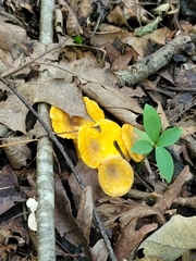 Cantharellus appalachiensis